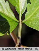 Dentaria glandulosa (żywiec gruczołowaty)