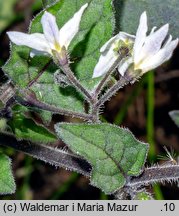 Solanum alatum (psianka skrzydlata)