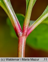 Parthenocissus inserta (winobluszcz zaroślowy)