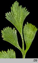 Asplenium ruta-muraria (zanokcica murowa)