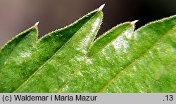 Dentaria glandulosa (żywiec gruczołowaty)