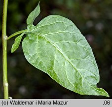 Solanum dulcamara (psianka słodkogórz)