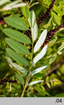 Amorpha fruticosa (amorfa krzewiasta)