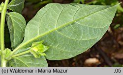 Atropa bella-donna (pokrzyk wilcza jagoda)