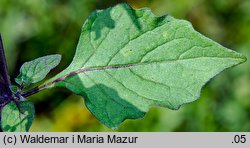 Solanum alatum (psianka skrzydlata)