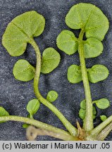 Cardamine hirsuta (rzeżucha włochata)