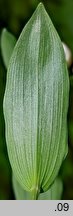 Cephalanthera damasonium (buławnik wielkokwiatowy)