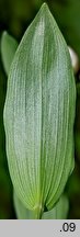 Cephalanthera damasonium (buławnik wielkokwiatowy)