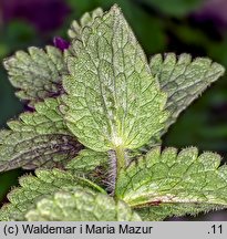 Bartsia alpina (bartsja alpejska)