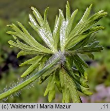 Anemonastrum narcissiflorum (zawilec narcyzowy)