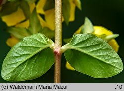 Lysimachia nummularia (tojeść rozesłana)