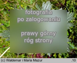 Aconitum moldavicum ssp. moldavicum (tojad mołdawski typowy)