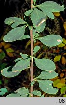 Berberis vulgaris (berberys zwyczajny)