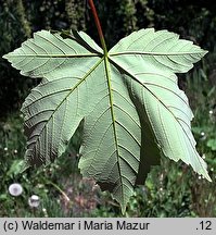 Acer pseudoplatanus (klon jawor)