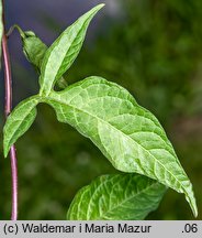 Solanum dulcamara (psianka słodkogórz)