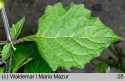 Solanum nigrum (psianka czarna)