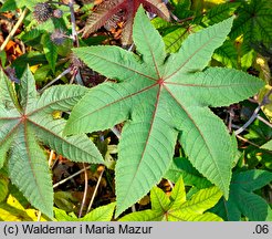 Ricinus communis (rącznik zwyczajny)