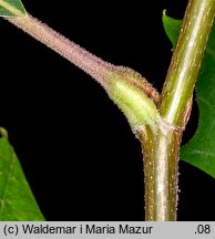 Platanus ×hispanica (platan klonolistny)