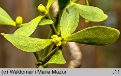 Viscum album ssp. austriacum (jemioła pospolita rozpierzchła)