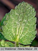 Bartsia alpina (bartsja alpejska)