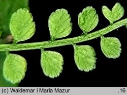 Asplenium viride (zanokcica zielona)