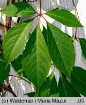 Parthenocissus quinquefolia (winobluszcz pięciolistkowy)