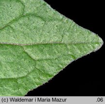 Solanum alatum (psianka skrzydlata)