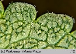 Bartsia alpina (bartsja alpejska)