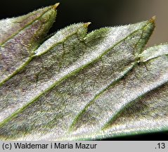 Dentaria glandulosa (żywiec gruczołowaty)