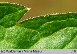 Dentaria bulbifera (żywiec cebulkowy)