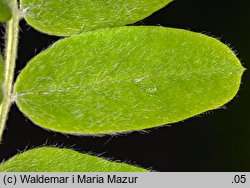 Caragana arborescens (karagana syberyjska)