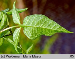 Solanum dulcamara (psianka słodkogórz)