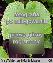 Vitis vinifera ssp. vinifera (winorośl właściwa typowa)