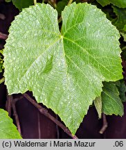 Vitis vinifera ssp. vinifera (winorośl właściwa typowa)