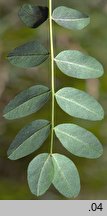 Caragana arborescens (karagana syberyjska)