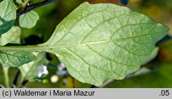 Solanum alatum (psianka skrzydlata)