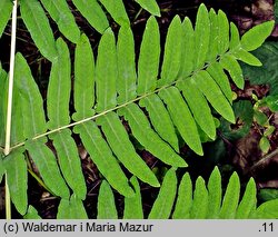 Osmunda regalis (długosz królewski)