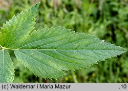 Angelica archangelica ssp. litoralis (dzięgiel litwor nadbrzeżny)