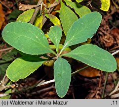 Berberis vulgaris (berberys zwyczajny)