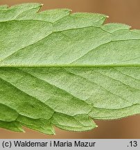 Dentaria bulbifera (żywiec cebulkowy)