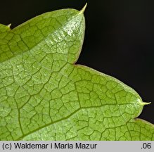 Parthenocissus tricuspidata (winobluszcz trójklapowy)