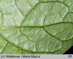 Solanum alatum (psianka skrzydlata)