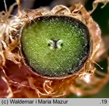 Asplenium scolopendrium (języcznik zwyczajny)