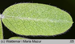 Caragana arborescens (karagana syberyjska)