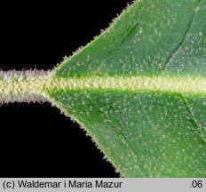 Platanus ×hispanica (platan klonolistny)