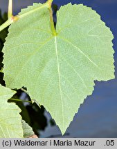 Vitis vinifera ssp. vinifera (winorośl właściwa typowa)