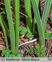 Adenostyles alliariae (miłosna górska)