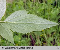 Angelica archangelica ssp. litoralis (dzięgiel litwor nadbrzeżny)