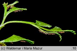 Asplenium ruta-muraria (zanokcica murowa)