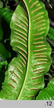 Asplenium scolopendrium (języcznik zwyczajny)